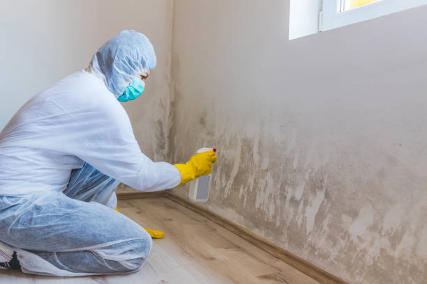 Professional mold removal team in Duncanville
